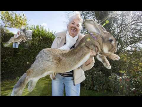 Video: Giant Chinchilla Rabbit