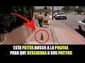 7 ANIMALES en PROBLEMAS que PIDIERON AYUDA a LOS HUMANOS