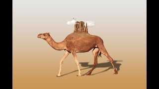 Camel Photo Manipulation in Adobe Photoshop screenshot 5