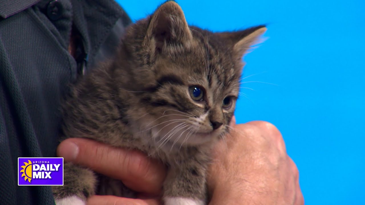 Pet Poison Prevention Tips From AZ Humane Society YouTube pet-poison-prevention-tips-from-az-humane-society-youtube