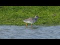 Spotted Redshank returns to Nore Barn for 17th Year