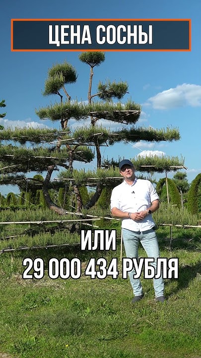 Сколько может стоить дерево для загородного участка - YouTube