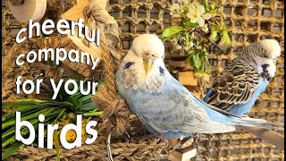 11 hours of budgie sounds to encourage your parrot to eat and sing