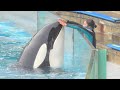 Killer Whale (Orca) A collection of videos of powerful continuous jumps. They went on a rampage.