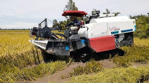 máy cắt yanmar yh850 lên phà mới mua chạy trưa được 500 công đất chạy cắt lúa vụ 3 ruộng nước