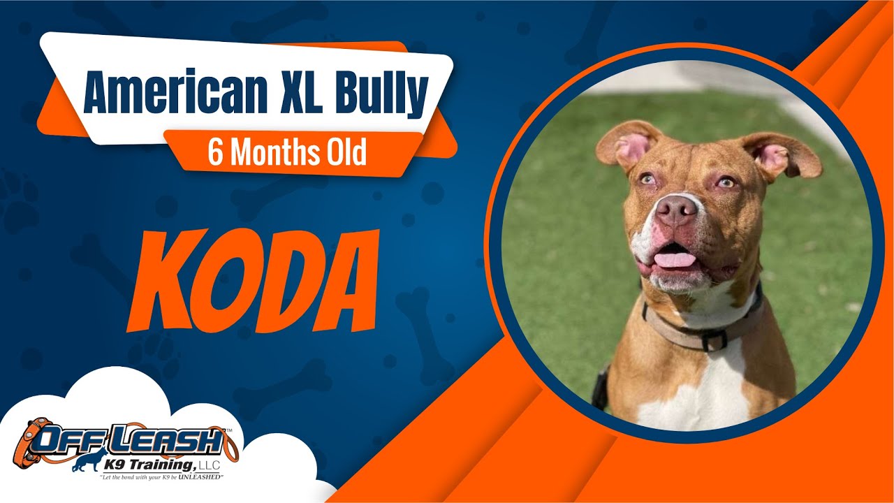 Best American XL Bully Dog Training | Koda | Dog Training in London
