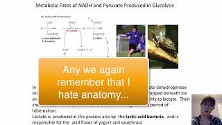 Pyruvate Kinase, Fermentation and other Sugars