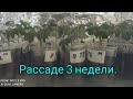 Уход за рассадой томатов, перцев и баклажанов. 3 недели.