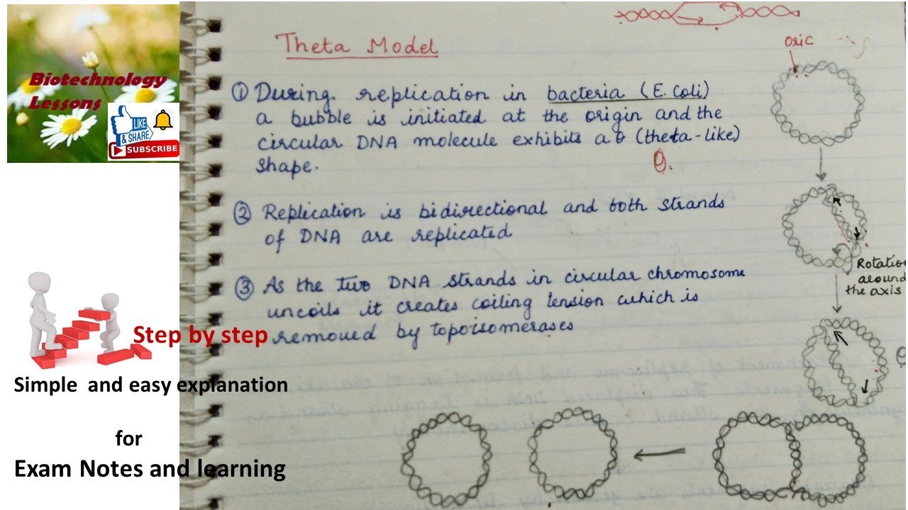 Theta Model And Rolling Circle Model Of Dna Replication In Prokaryotes Youtube