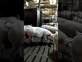 Свинокомплекс Pig farm Донецкая обл., Украина