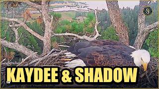 What happens next — Kaydee & Shadow? | Nest | Big Bear Eagles!