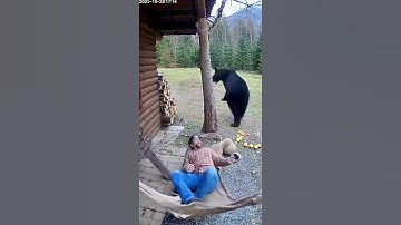 Bear Attack Man #kortevideo #kortefilms #kort