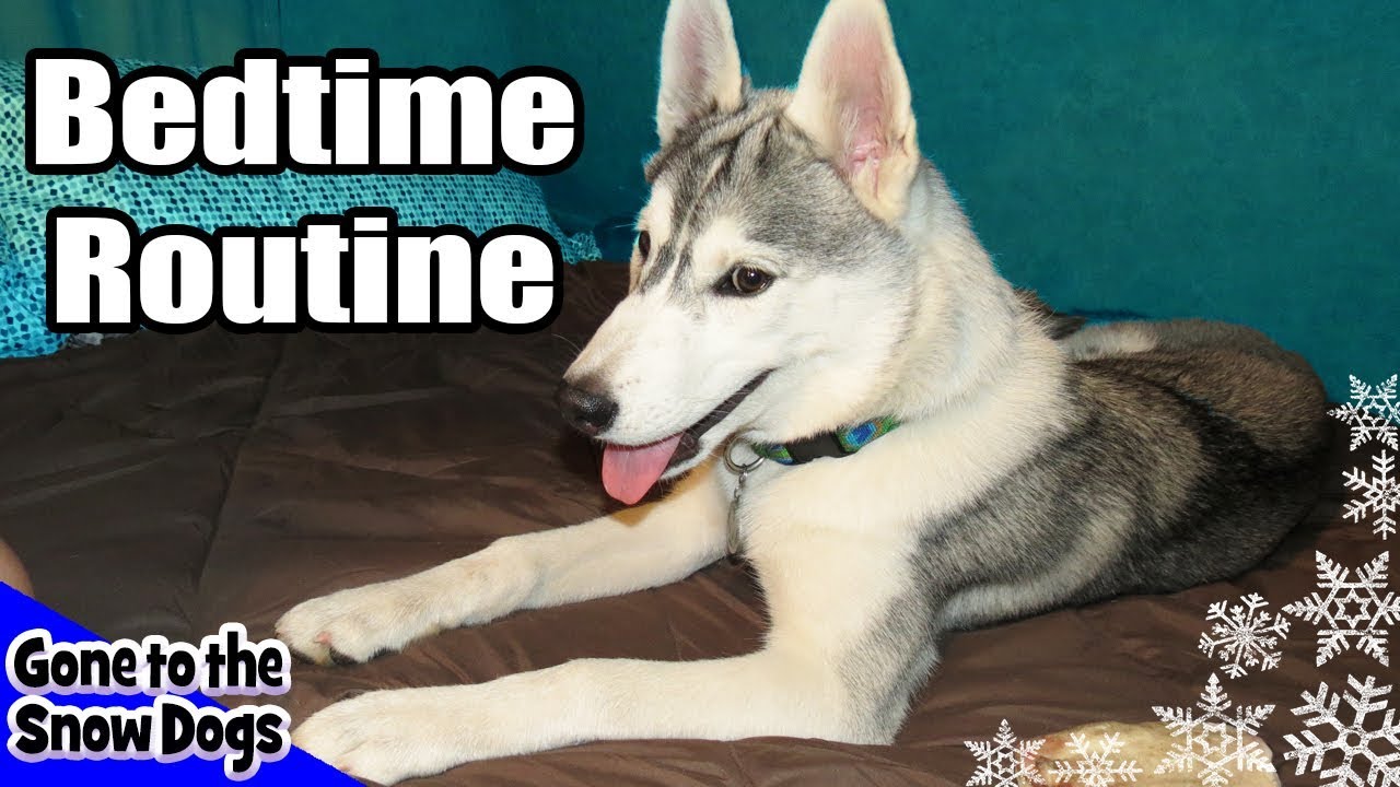 Dogs Bedtime Routine My Dog's Bedtime Routine | Husky Bedtime Routine 2013 with Jamie *Snow ...