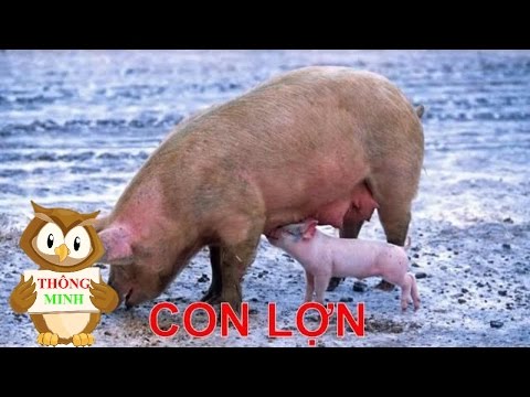 Video Dạy động vật cho bé bằng Tiếng Việt |học hình ảnh và... - youtube