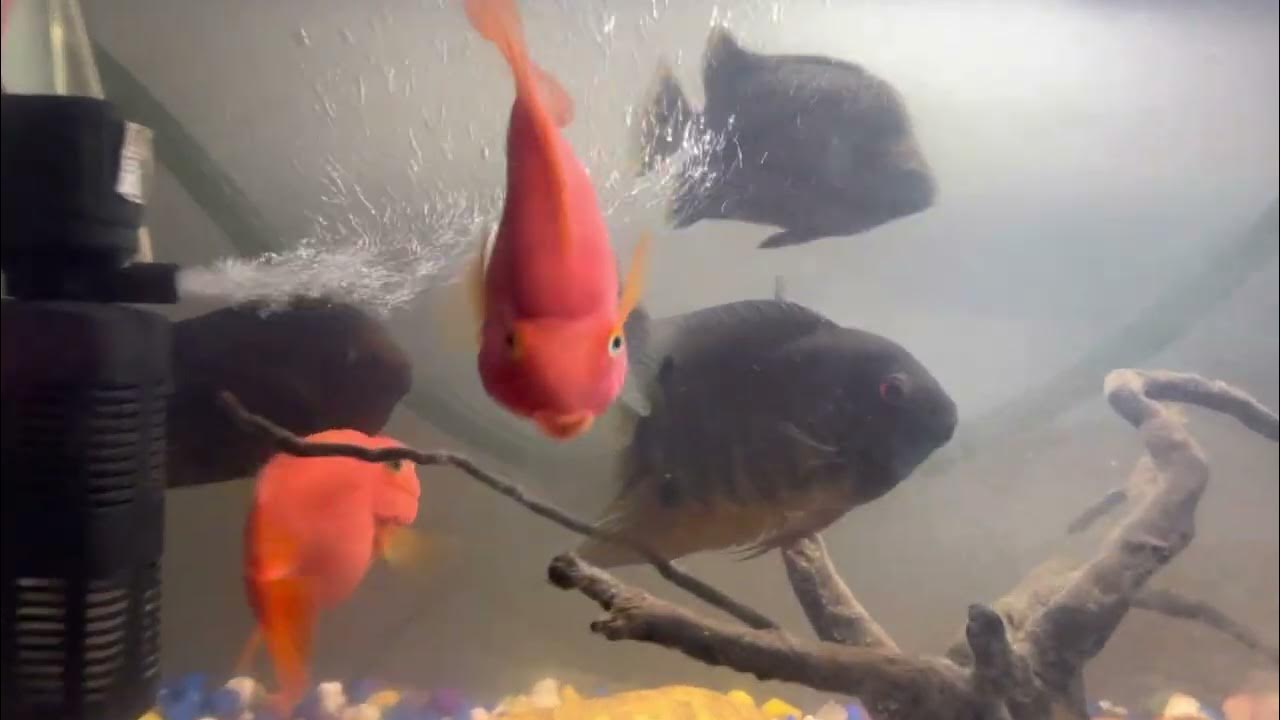 Parrot Fish Scat fish severum fish YouTube
