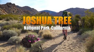 Solo Hiking / Wild Camping in Joshua Tree by Scott Fitzgerald 1,587 views 11 months ago 11 minutes, 54 seconds