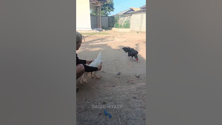 Tes mental ayam bangkok SI PUTIH🥲 #animals #hewanpeliharaan #shorts #bangkokthailand