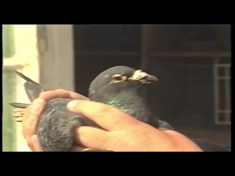 Landskrona Brevduveförening (1993) Landskrona Vision lokal-tv