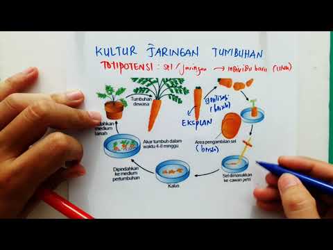 Video: Siapa yang melaporkan embriogenesis somatik pada wortel?