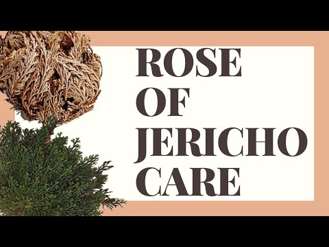 ジェリコのバラ、復活の植物|ジェリコのバラのお手入れ方法