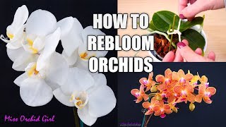 Orchid Care for Beginners  How to make Phalaenopsis Orchids rebloom! | Spot & shape flower spikes