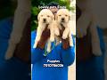 Lovely pets erode 7010786036. #pets #petshub #dogbreed #trendingshorts #puppy #shihtzus #gsds #dogs