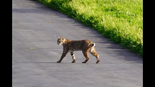 Bobcat Enjoying a hike on the Arroyo Burro Trail in Santa Barbara 3/10/24