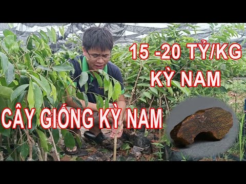 15 - 20 Tỷ /kg Kỳ Nam, Vườn Cây Giống Kỳ Nam Duy Nhất Tại Việt Nam | 0798 414 414