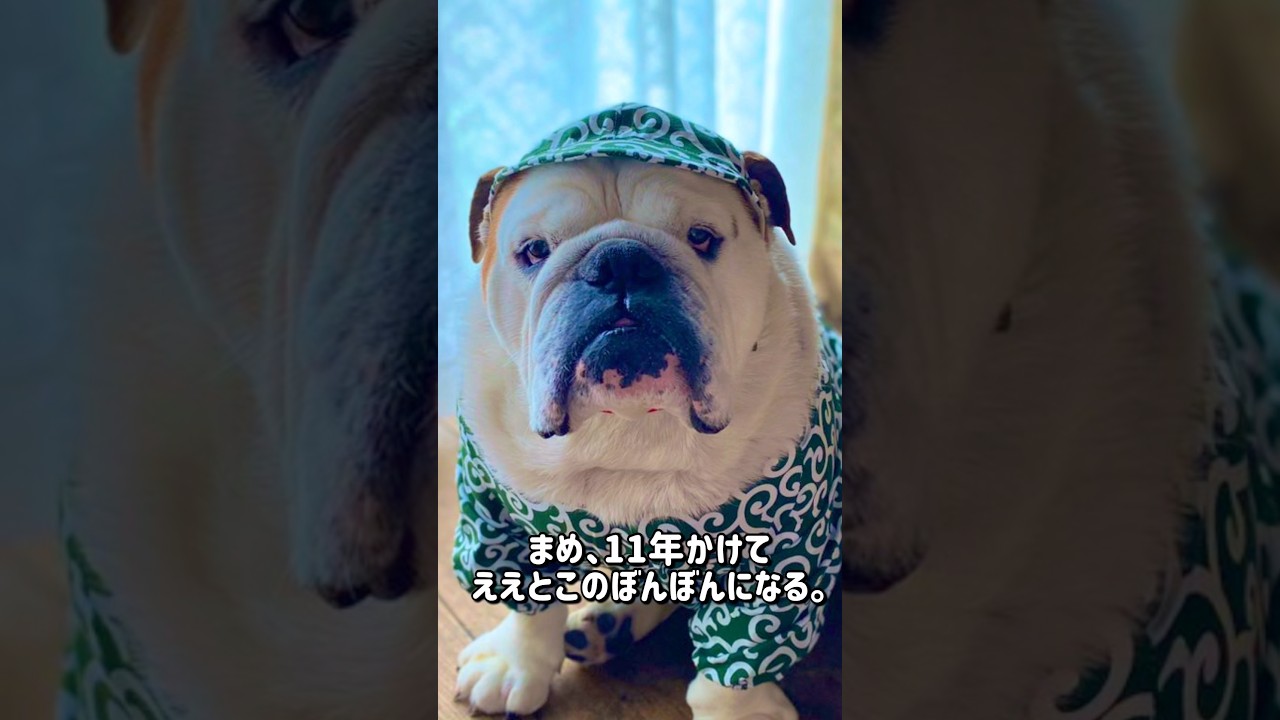 ブルドッグまめ 11年かけてええとこのぼんぼんになる。 #ブルドッグまめ #まめりき