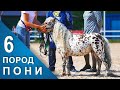 Мини ЛОШАДИ и ПОНИ выбор ЧЕМПИОНА #ИППОсфера /Породы лошадей