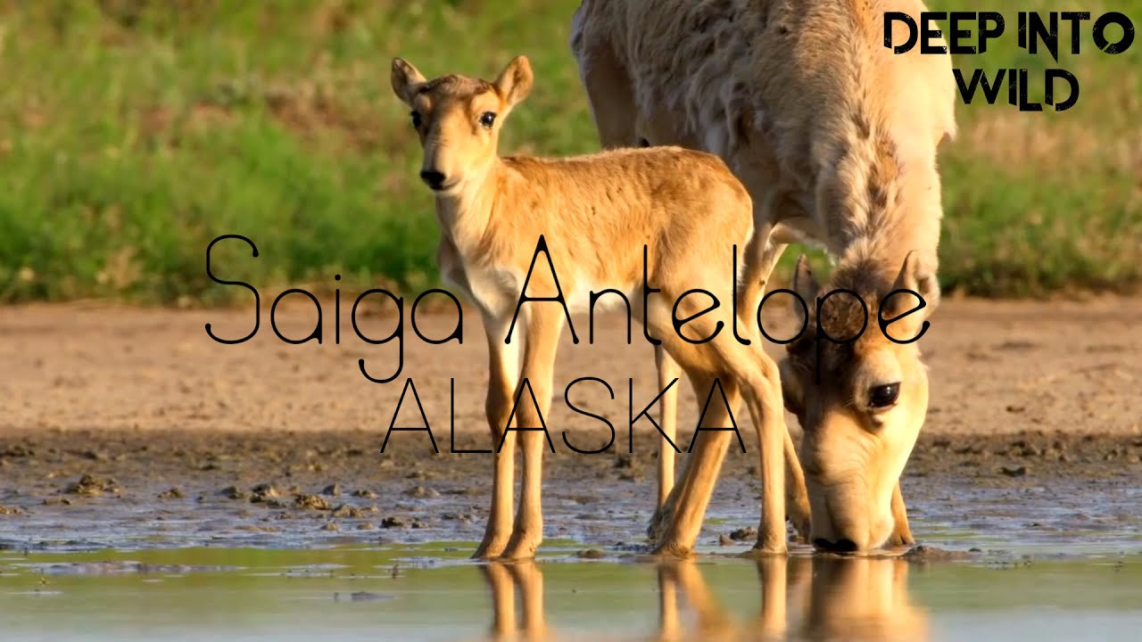 Saiga Antelope | Stock Footage #73| Deep Into Wild |