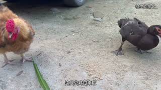 被大公鸡抢食的孵蛋鸭很生气，于是找猫咪撒气 #我的农村生活 #番鸭#养鸡#孵蛋#猫咪