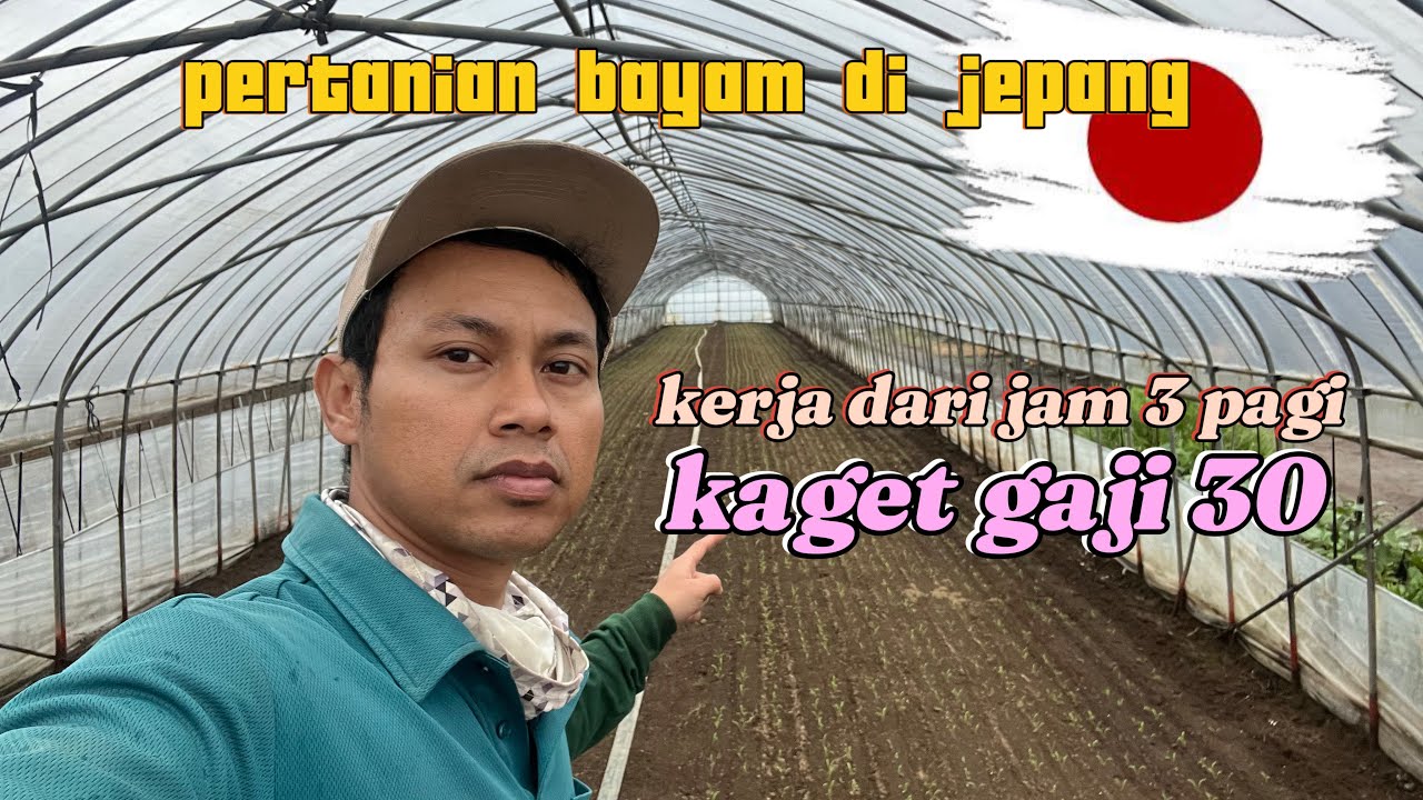 pertanian bayam di jepang |curhat lagi|