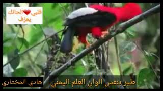 طير بنفس الوان العلم اليمني