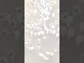 حجاج بيت الله للشيخ علي الزاوي