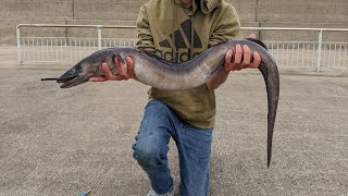 PIER FISHING FOR CONGER EELS - Day Time Conger Fishing