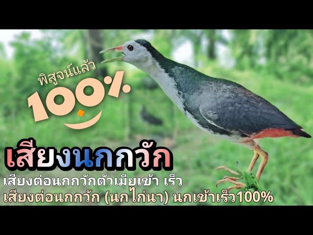 เสียงนกกวัก | เสียงนกกวักต่อกลางวัน | เสียงนกกวักเสียงดีเสียงคมเสียงชัด 100% | Suara ruak ruak pikat class=