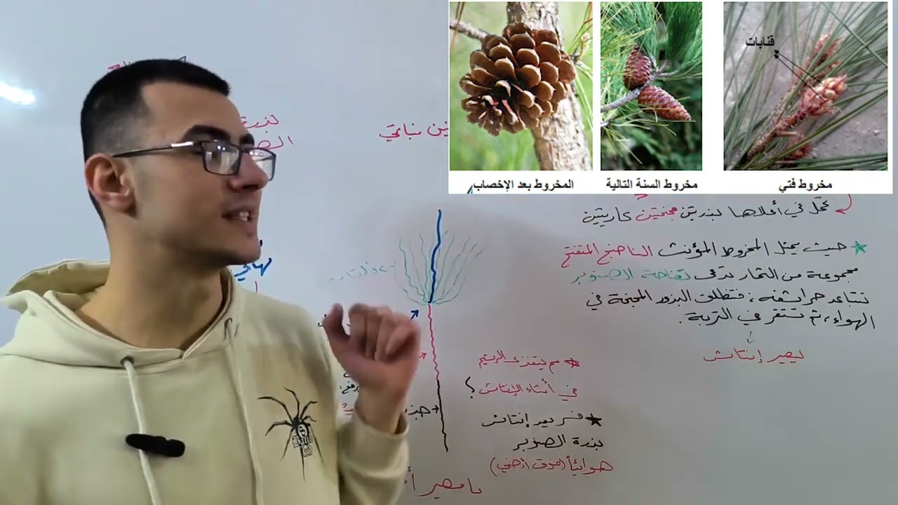 عاريات البذور | الثمرة |