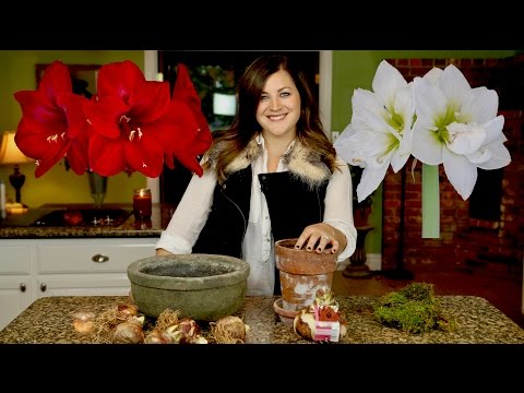 Planting Amaryllis Bulbs // Garden Answer