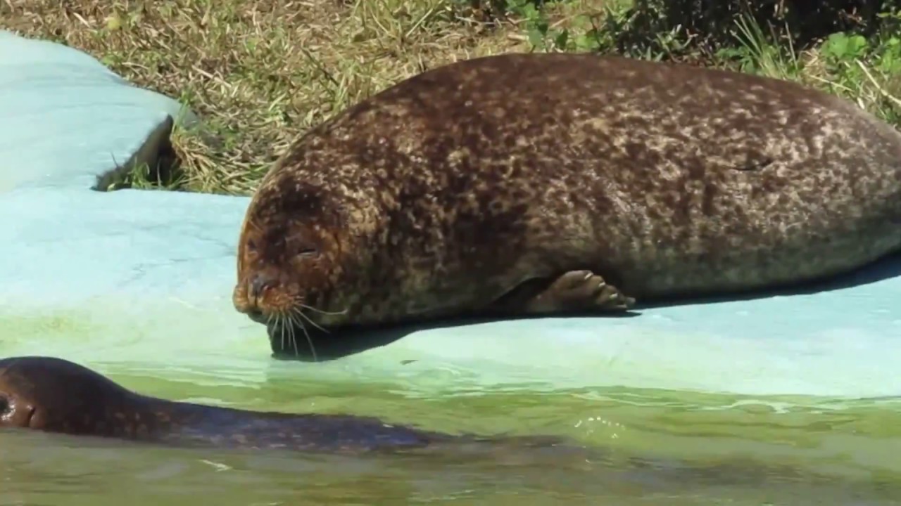 Mablethorpe's Amazing Animals! (Vlog 44) YouTube