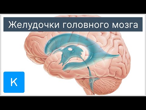 Желудочки головного мозга - Анатомия человека | Kenhub