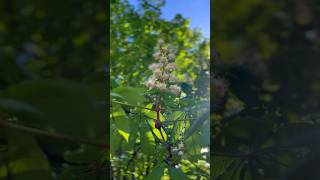 Relaxing bird songs in spring #theshorts #birdsongs #naturesounds