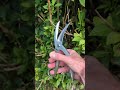 The Tactical Scissors Will Cut Edc Tools Youtubeshorts The Tactical Scissors Will Cut Edc Tools Youtubeshorts