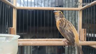 suara burung manyar ngriwik untuk pancingan manyar yang malas bunyi