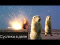 Забавные Суслики | Башкирия | Голубое озеро | Gophers |  Russia | Nature | Animal | Travel | 4K