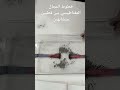 خطوط المجال المغناطيسي بين قطبين متشابهين مع مستر طارق بسيونى 