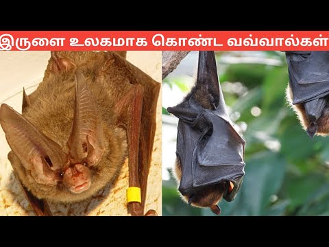 வவ்வால் பற்றிய சுவாரசியமான தகவல்கள் / Bats interesting Facts / Tamil Display