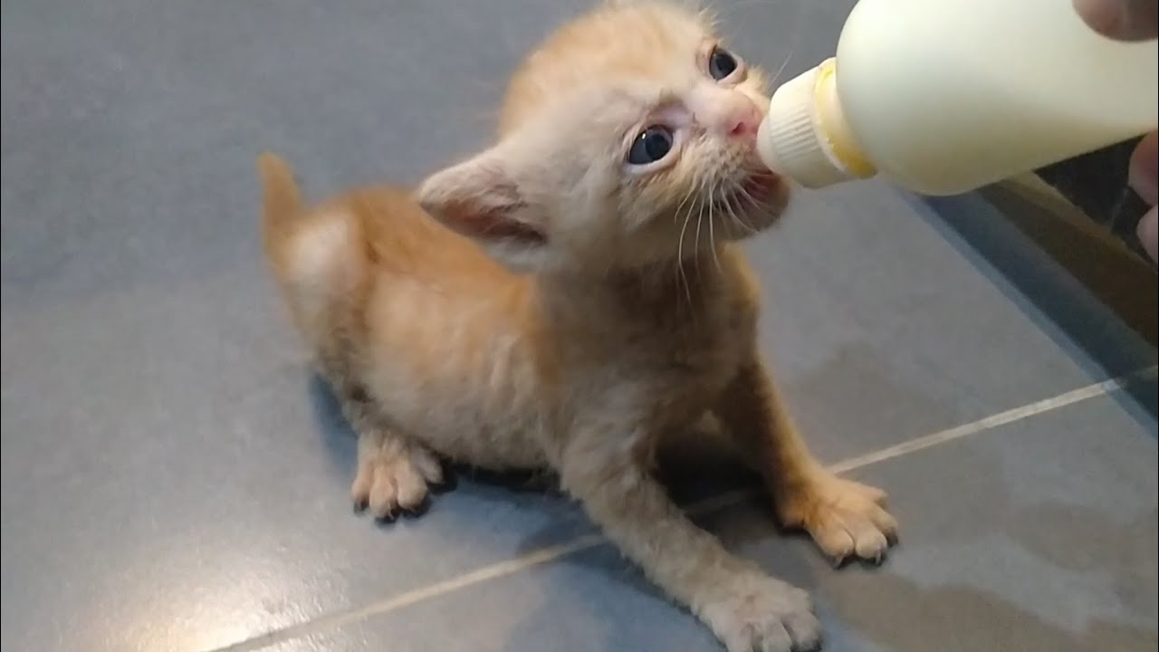 Adorable Dumped Kittens Become Wild When They See Their Milk Bottle