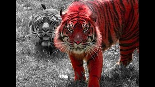 Chinese Astrology Fire Tiger