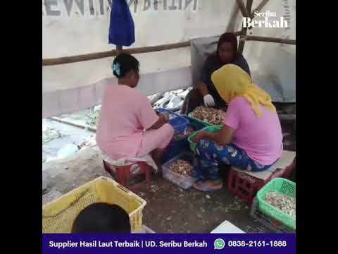 Baby Crab Super Murah & Berkualitas | 083821611888 (WA) | Seribu Berkah